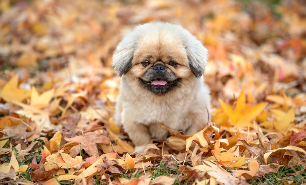 カシスパウダーを使った体臭対策は本当に効果的なのか？