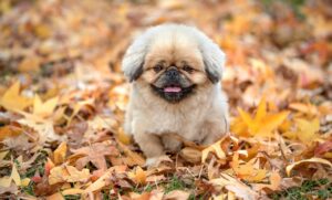 カシスパウダーを使った体臭対策は本当に効果的なのか？