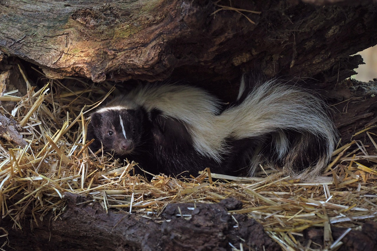 ケトン臭の対策に効果的な食べ物は？