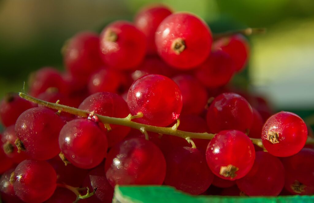 カシスの摂取方法にはどんな種類がある？