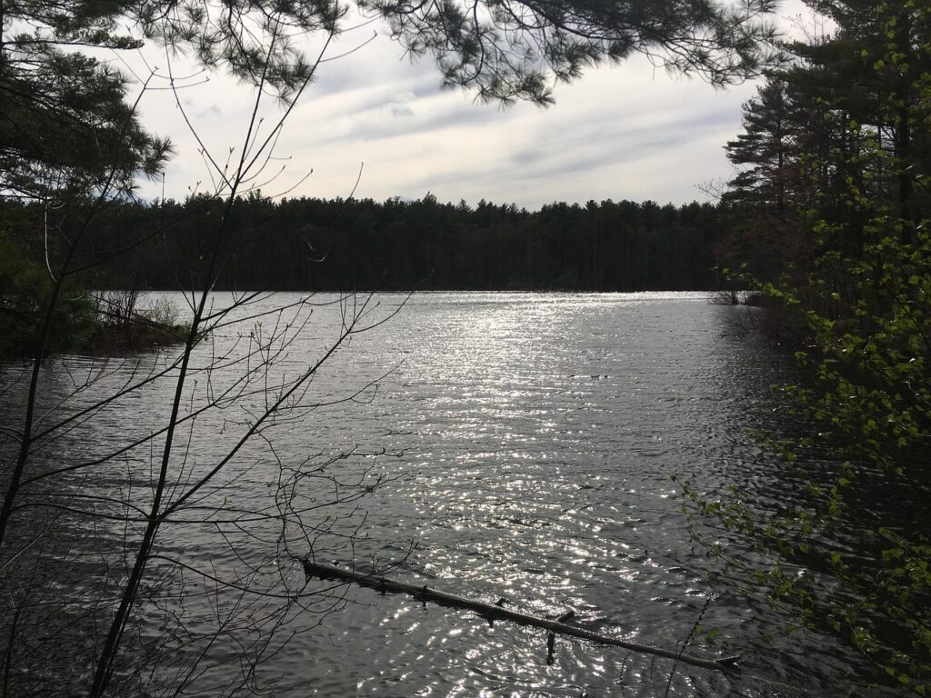 ミドル脂臭を抑えるためにおすすめの食べ物は？