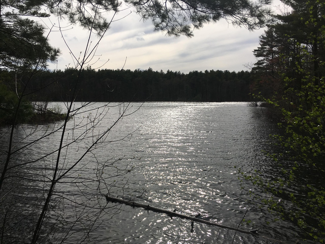 ミドル脂臭を抑えるためにおすすめの食べ物は？