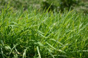 ニラが体臭の原因になるって本当？