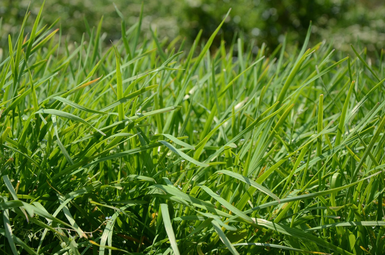 ニラが体臭の原因になるって本当？