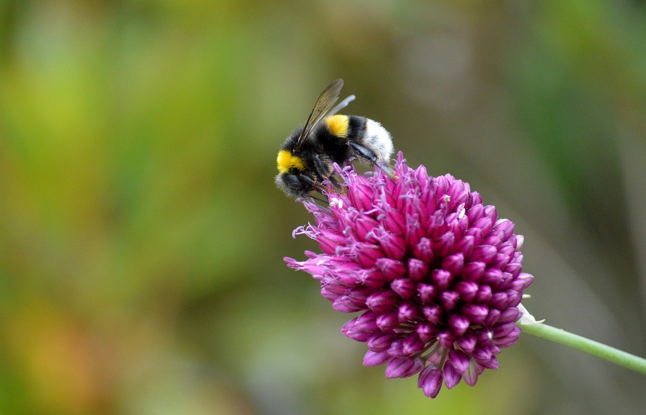 ニラが体臭の原因になる理由とは？