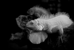 体臭対策に効果的な食べ物は何ですか？