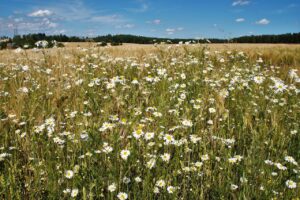 モテる体臭を作るための食事と柔軟剤の相性は？