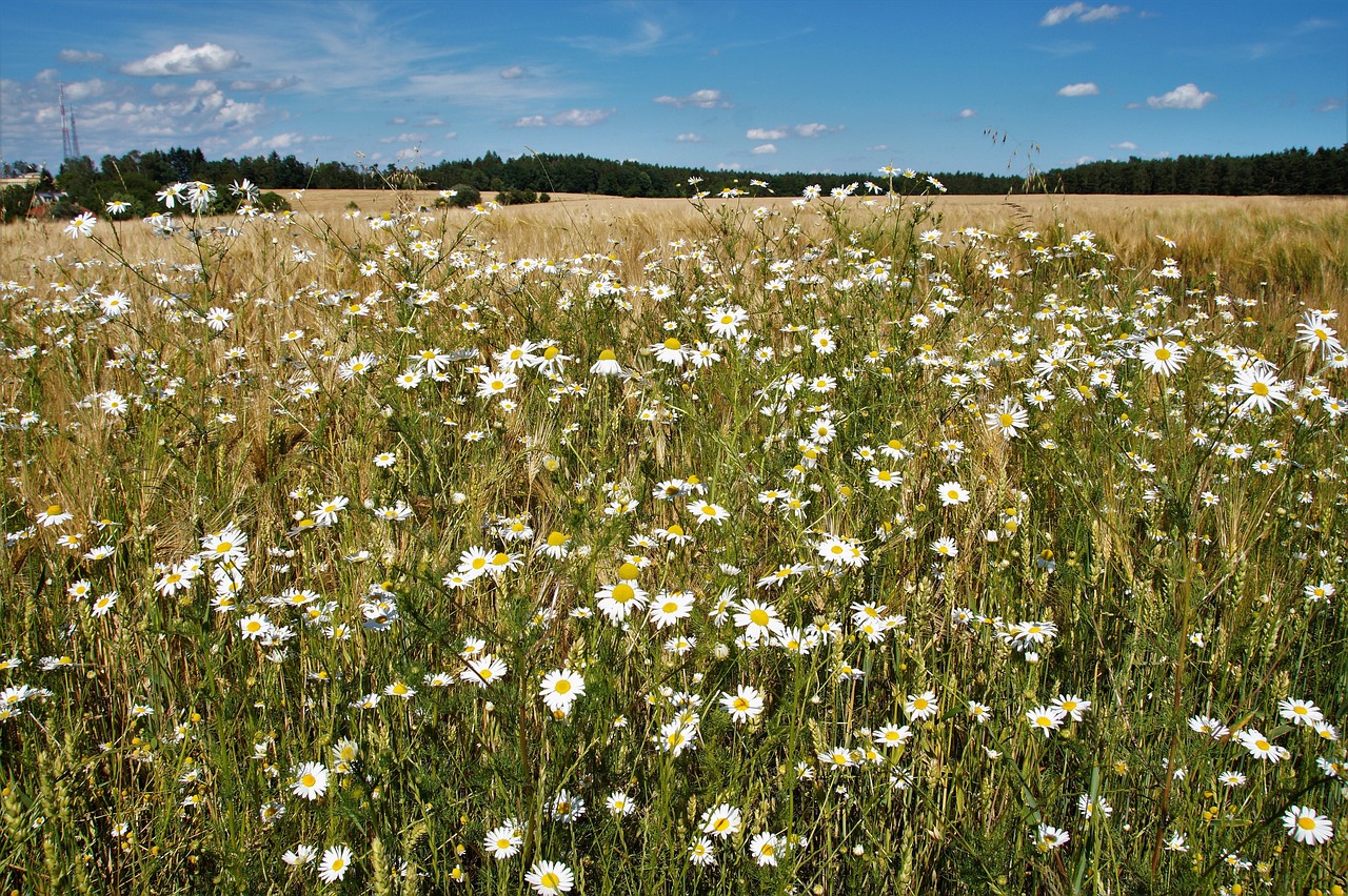 モテる体臭を作るための食事と柔軟剤の相性は？